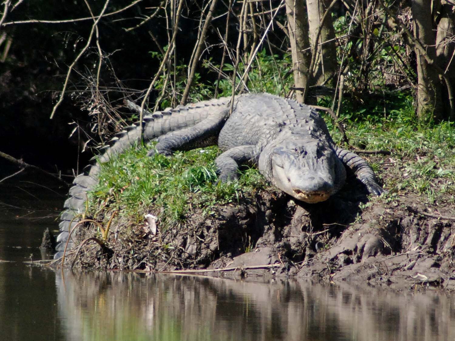 The Urban Alligator – Part 1 — ABNC